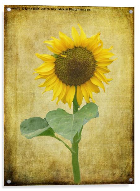 Sunflower Acrylic by Lynn Bolt