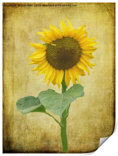 Sunflower Print by Lynn Bolt