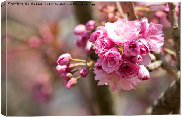 Pretty Pink Cherry Blossom in Springtime Canvas Print by Jim Jones