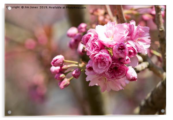 Pretty Pink Cherry Blossom in Springtime Acrylic by Jim Jones