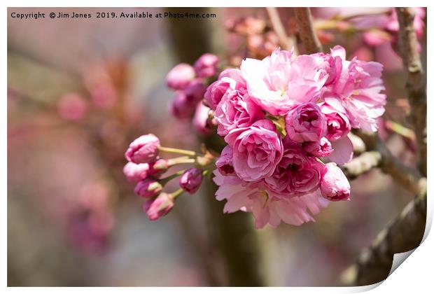 Pretty Pink Cherry Blossom in Springtime Print by Jim Jones