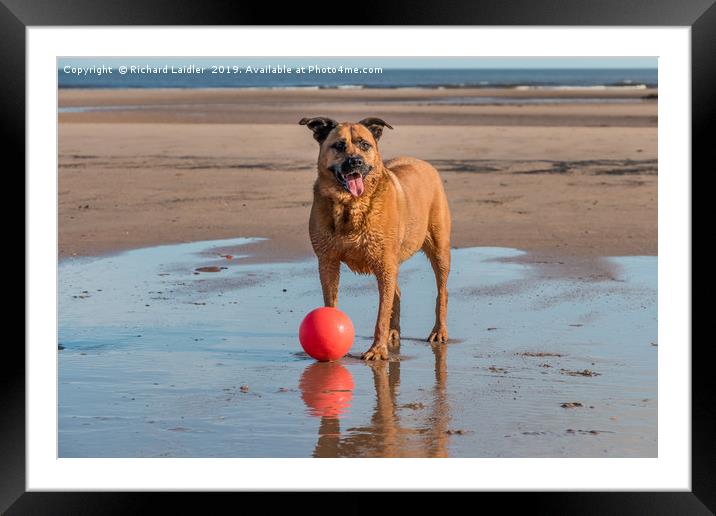 Come and Play PLEASE! Framed Mounted Print by Richard Laidler