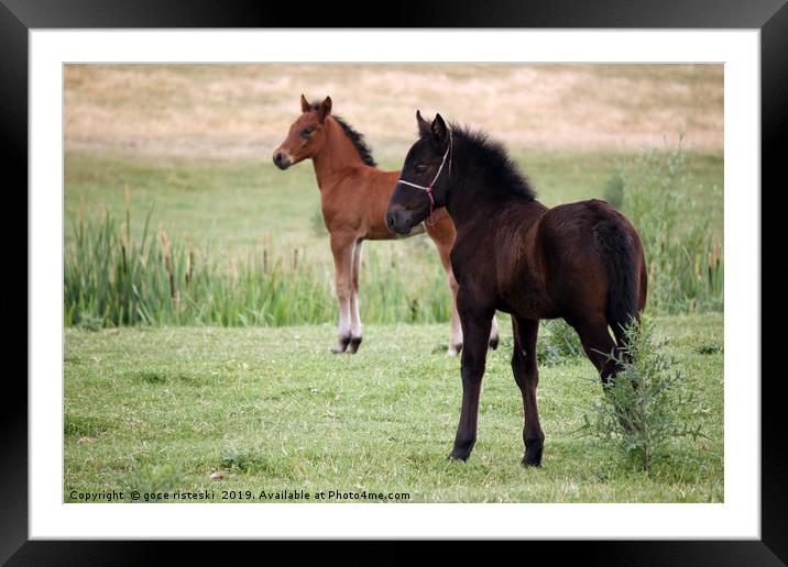 brown and black foal on field Framed Mounted Print by goce risteski