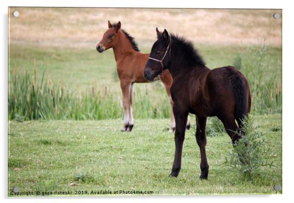 brown and black foal on field Acrylic by goce risteski