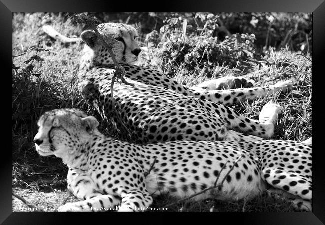 Majestic Cheetahs of Masai Mara Framed Print by Aidan Moran