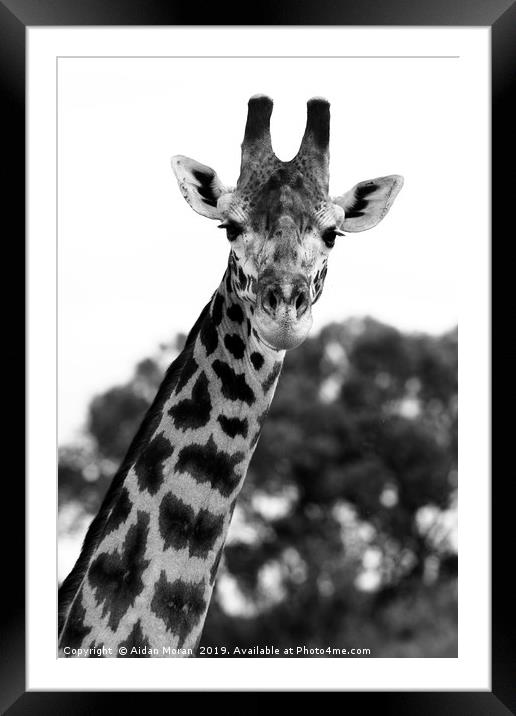 Giraffe Portrait    Framed Mounted Print by Aidan Moran