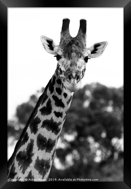 Giraffe Portrait    Framed Print by Aidan Moran