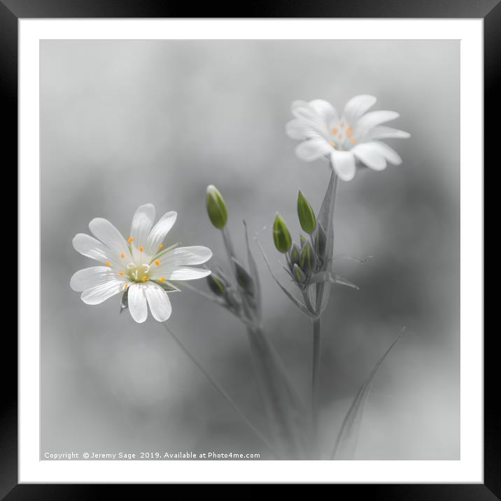 Beauty in Selective Stellaria Framed Mounted Print by Jeremy Sage