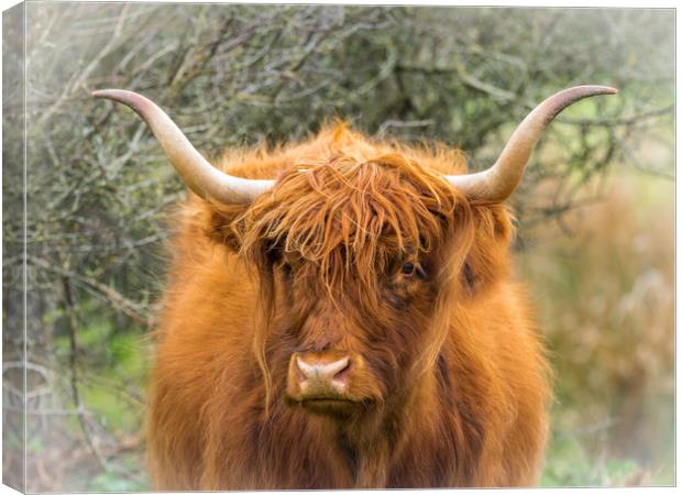 Highland Cow. Canvas Print by Colin Allen