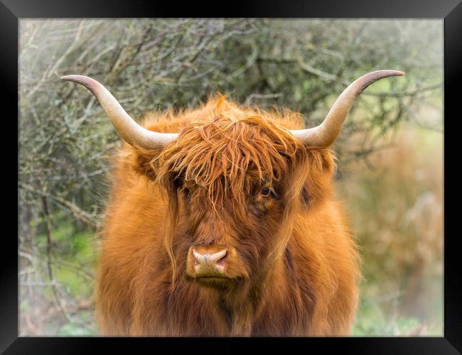 Highland Cow. Framed Print by Colin Allen