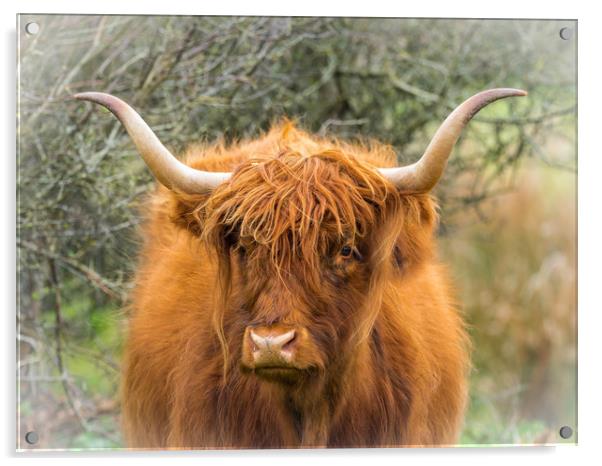 Highland Cow. Acrylic by Colin Allen