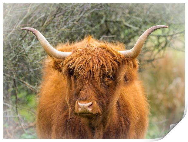 Highland Cow. Print by Colin Allen