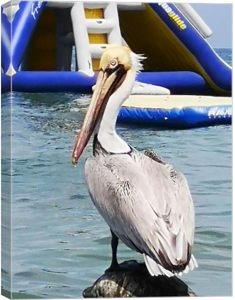 pelican Canvas Print by keith sutton