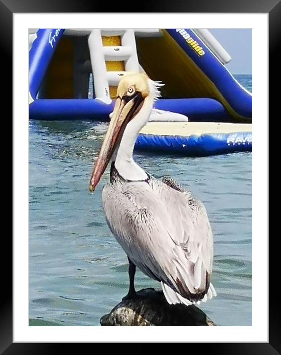 pelican Framed Mounted Print by keith sutton