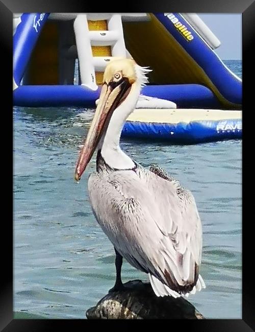 pelican Framed Print by keith sutton