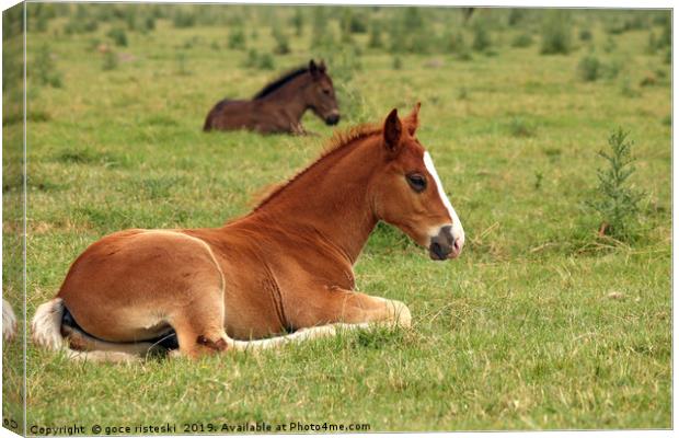 horse foals lying on field Canvas Print by goce risteski