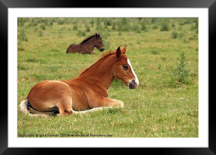 horse foals lying on field Framed Mounted Print by goce risteski