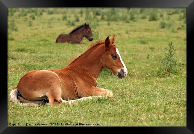 horse foals lying on field Framed Print by goce risteski