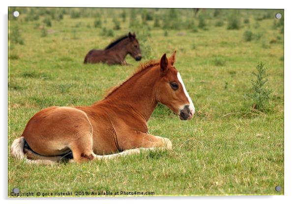 horse foals lying on field Acrylic by goce risteski