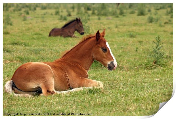 horse foals lying on field Print by goce risteski