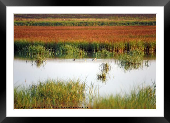 swamp with birds landscape autumn season Framed Mounted Print by goce risteski