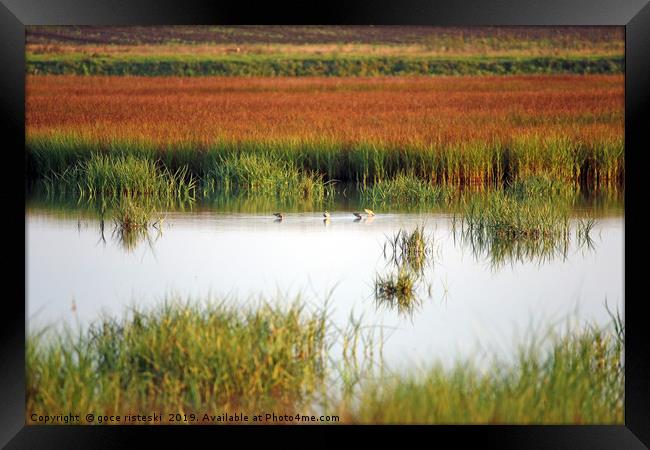swamp with birds landscape autumn season Framed Print by goce risteski