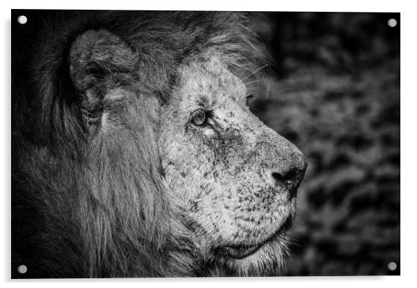 Lions Pride B&W Acrylic by Darren Welsh
