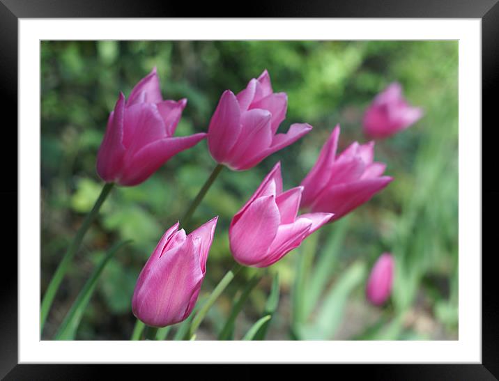 In the pink Framed Mounted Print by stephanie eleftheriou