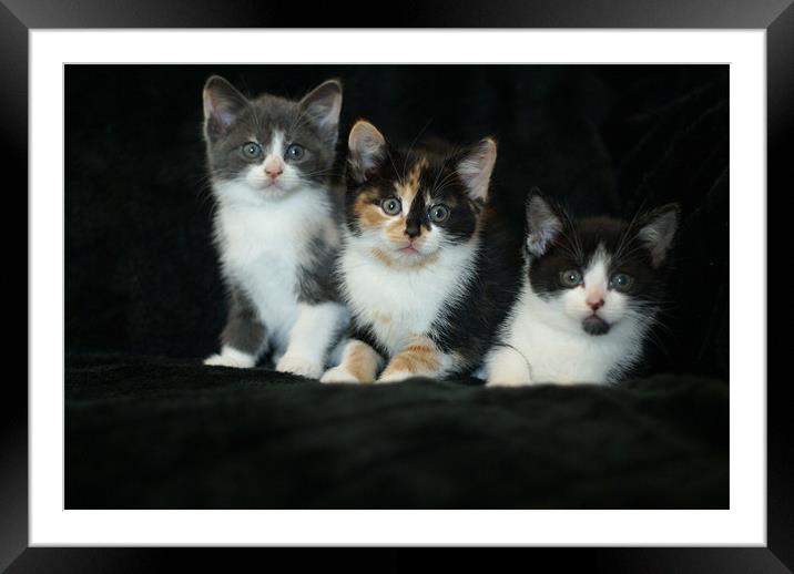 kitten cuties Framed Mounted Print by stephanie eleftheriou