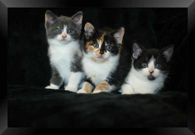 kitten cuties Framed Print by stephanie eleftheriou