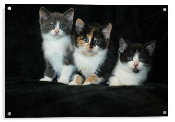kitten cuties Acrylic by stephanie eleftheriou