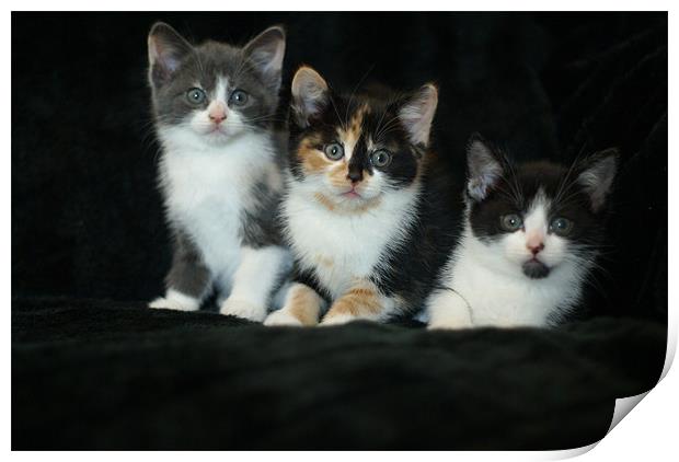 kitten cuties Print by stephanie eleftheriou