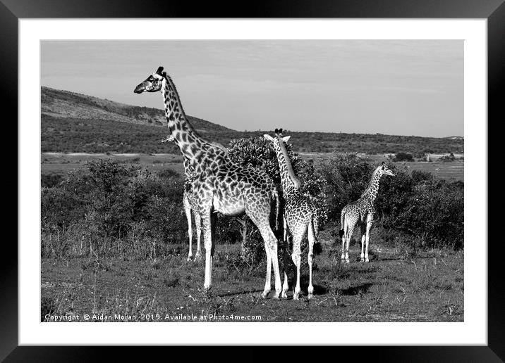 Giraffe Family   Framed Mounted Print by Aidan Moran