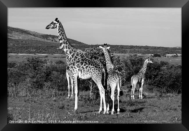 Giraffe Family   Framed Print by Aidan Moran
