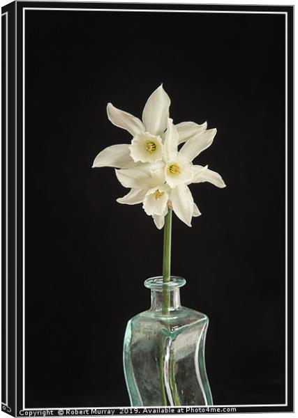 White Narcissus on Black Background Canvas Print by Robert Murray