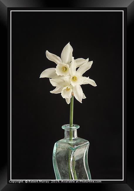 White Narcissus on Black Background Framed Print by Robert Murray