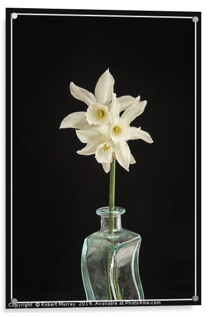 White Narcissus on Black Background Acrylic by Robert Murray