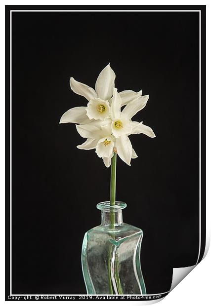 White Narcissus on Black Background Print by Robert Murray