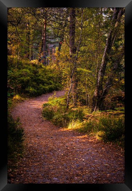 Pathway in the woods of Glen Affric Framed Print by George Robertson