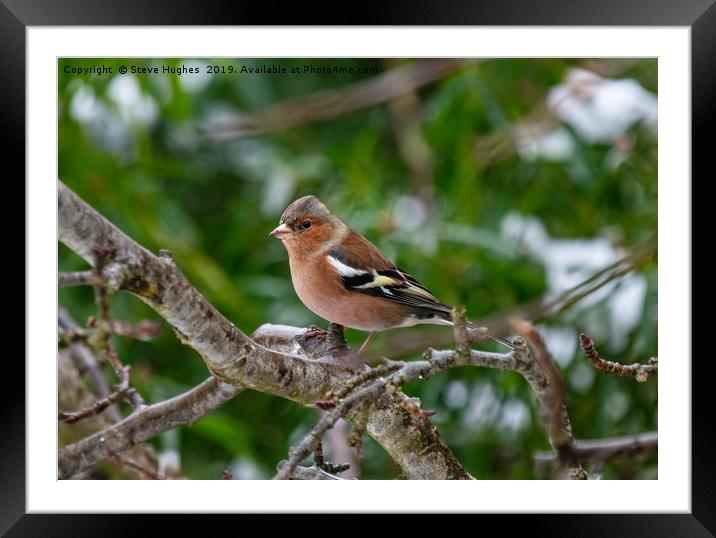 Winter Chaffinch Framed Mounted Print by Steve Hughes