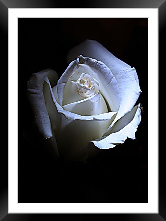 White rose Framed Mounted Print by Doug McRae