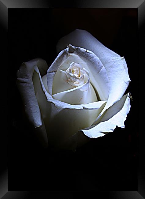 White rose Framed Print by Doug McRae