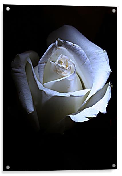 White rose Acrylic by Doug McRae