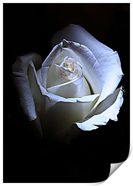 White rose Print by Doug McRae