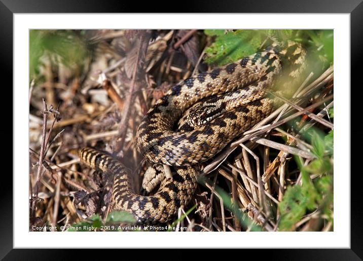 Common European Adder Framed Mounted Print by Simon Rigby