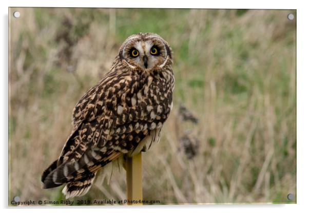 Short Eared Owl Acrylic by Simon Rigby