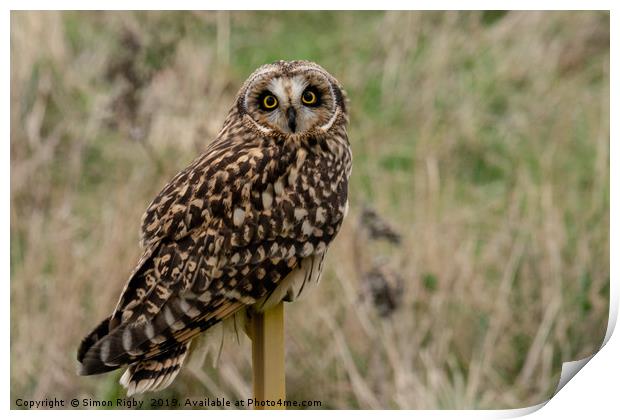 Short Eared Owl Print by Simon Rigby