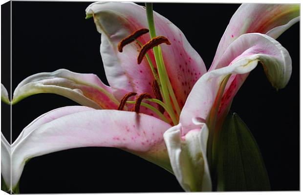 Perfumed Lily Canvas Print by Jacqi Elmslie