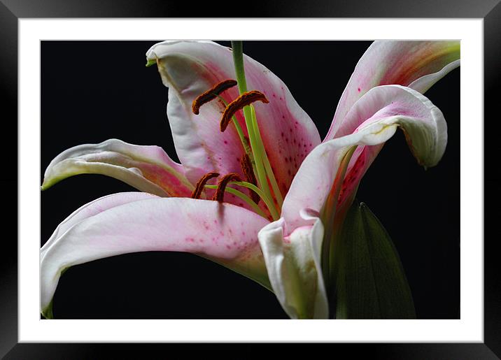 Perfumed Lily Framed Mounted Print by Jacqi Elmslie
