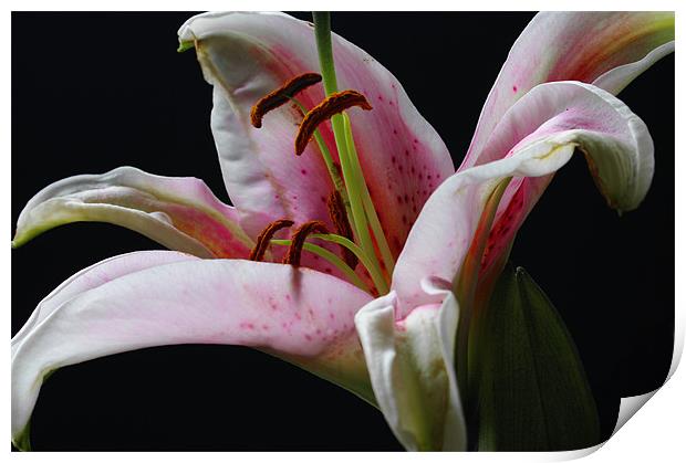 Perfumed Lily Print by Jacqi Elmslie